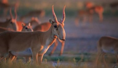 Почти 200 тыс. сайгаков отстрелили в Казахстане