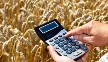 Какой регион Казахстана стал лидером по сбору зерна