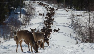 Аномальную миграцию косуль из России в Казахстан объяснили лесники