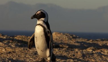 Африканские пингвины массово погибают из-за дефицита пищи