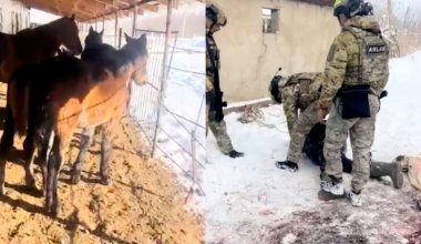 Дерзкий налет: группу скотокрадов задержали в Жетысу