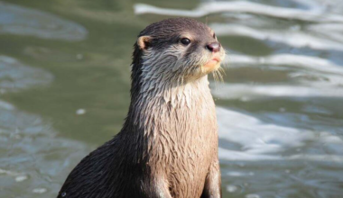 Редкую выдру из Красной книги заметили у Талдыкоргана