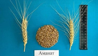 Учёные Казахстана вывели новые сорта пшеницы, фасоли и гороха