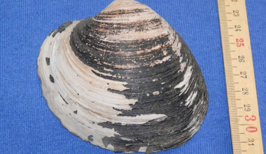 Самое старое животное планеты погибло в день открытия