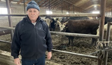 Грозит банкротство: фермеры о тяжёлой ситуации на мясном рынке