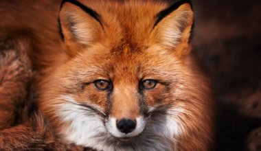 Лисы и филины все чаще появляются в Павлодаре