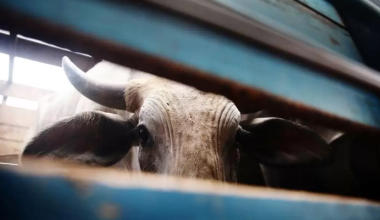 Фермер продал сотни голов чужого скота в Акмолинской области и сбежал