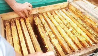 Иностранец пытался провезти мёд сомнительного качества через Казахстан