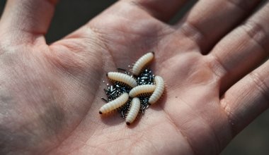 Червями и металлической стружкой хотели накормить школьников в Костанае