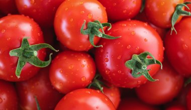 Поляки вложат миллионы долларов в казахстанские помидоры