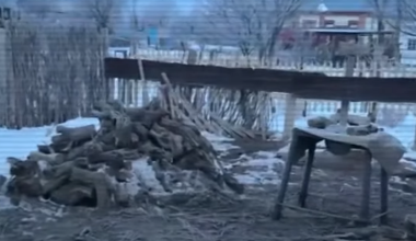 Незаконную вырубку саксаула организовали в казахстанском заповеднике