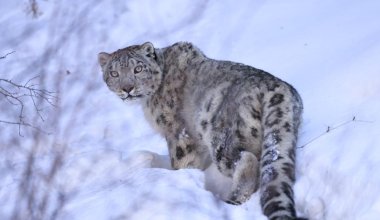 Редкого снежного барса в Алматы будут оберегать от туристов
