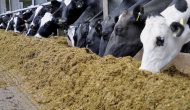 Золотодобытчик выплатил сельчанам компенсацию за падеж скота в Акмолинской области