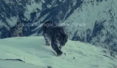 В горах ВКО сняли снежного барса с тремя детёнышами