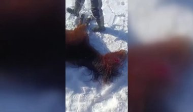 Массовая гибель лошадей в ЗКО: чиновники игнорируют требования фермеров