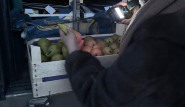 Больше 19 тонн груш сомнительного качества пытались ввезти в Казахстан из Бельгии
