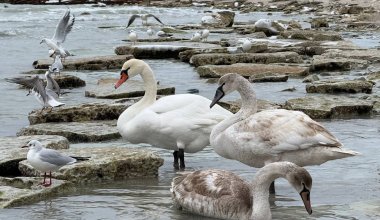 Лебединая зима в Актау: почему побережье стало белым от крыльев