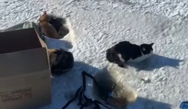 Бросили умирать: в мешках и коробках нашли десятки кошек на трассе