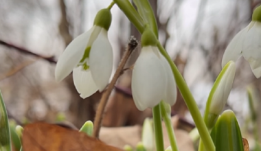 Первые подснежники зацвели в Алматы