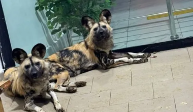 Краснокнижных хищников привезли в Казахстан из Армении