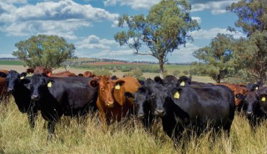 Казахстан изучает рынки от Уругвая до Австралии в поисках племенного скота