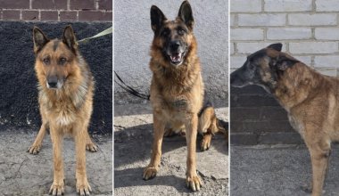 Списанных собак КНБ продали на торгах по 900 тенге в Казахстане