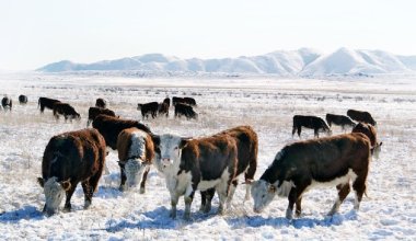 Фермеры настаивают на снятии ограничений на вывоз скота и мяса из Казахстана
