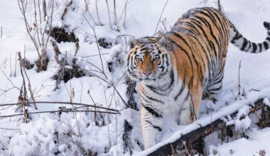 Когда Россия передаст Казахстану амурских тигров