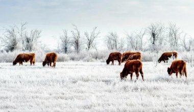 Казахстан усиливает контроль на границе с Россией