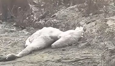 На берегу Каспия вновь нашли десятки мёртвых лебедей