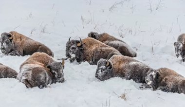 Чиновники хотели "выселить" бизонов в Акмолинской области
