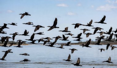 Причина в рыбе: в Павлодарской области будут отстреливать бакланов