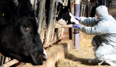 Близ границы Казахстана ящур подтвердили у сотен животных