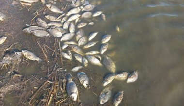 Массовая гибель рыбы в у Хромзавода: на севере Казахстана проходит проверка