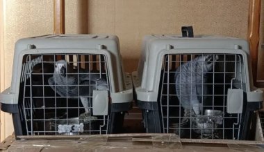 Экзотических птиц пытались вывезти из Казахстана в Россию