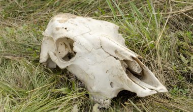 Китай ужесточил контроль на границе с Казахстаном