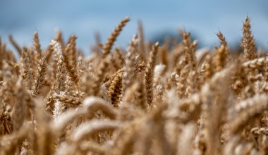 Миру грозит продовольственный кризис из-за войны в Иране