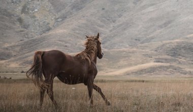 Ребёнок на лошади влетел в иномарку в Таразе