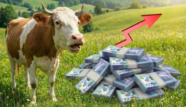 Разворовали миллиарды: как фермеры и чиновники делили субсидии в Костанае