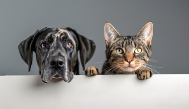 «Проблему это не решит» - эксперт о поправках в законе о бездомных животных