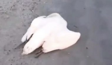 Мёртвых лебедей вновь нашли на побережье Каспия