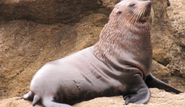 Пингвины и морские котики попали в список видов под угрозой вымирания