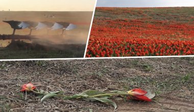 Трактор проехал по краснокнижным тюльпанам в Туркестанской области