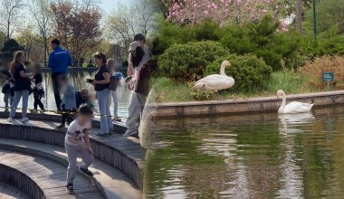 «Лезут к лебедям и рвут магнолии»: на бардак в ботсаду пожаловались алматинцы