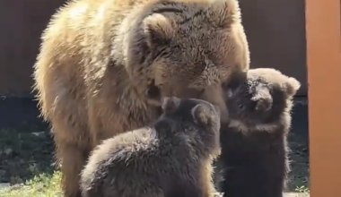 Краснокнижные медвежата родились в зоопарке Алматы