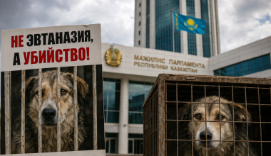 Депутаты обеспокоены реакцией общества на поправки об эвтаназии животных