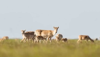 Вспышка ящура зафиксирована в Казахстане — эксперт