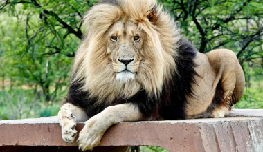 После выходки посетителя алматинский зоопарк обратился в полицию