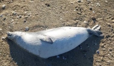 Уже 191: на побережье Каспия находят мёртвых тюленей