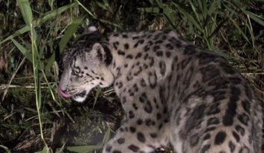 Редкие кадры: в Казахстане вновь заметили снежного барса